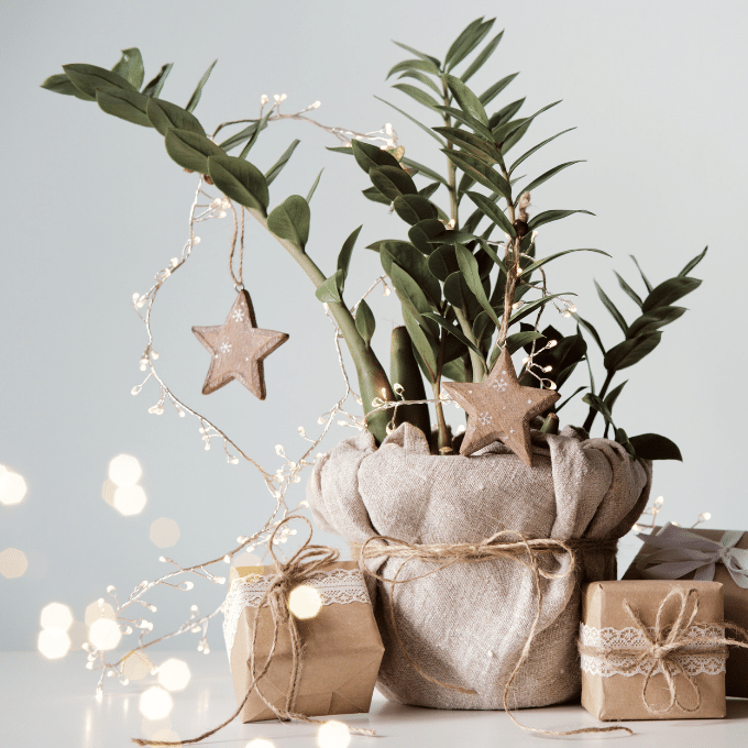 Unwrapping Joy: A Guide to Gifting Houseplants with Style